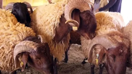 المدرسة العليا للفلاحة تطلق مشروعا نموذجيا لحماية سلالة الأغنام “الحمرا”