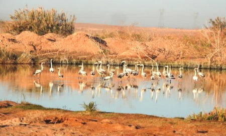 إحصاء أزيد من 170 طائر مهاجر  بتوقرت