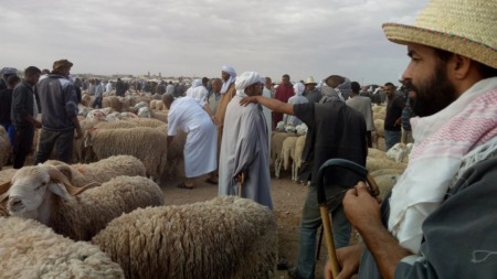 إعادة فتح أسواق المواشي بالمدية