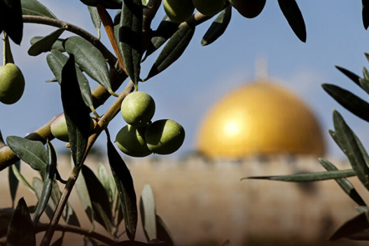 أحمل أغصان الزيتون
