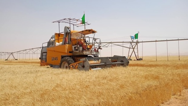 الجزائر تحقق قفزة نوعية في إنتاج الحبوب وعين قزام تتصدر بأكثر من 7000 قنطار هذا الموسم
