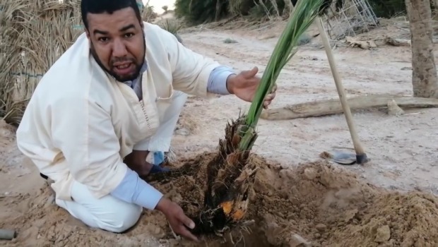النعامة.. غرس زهاء 7 آلاف فسيلة نخيل