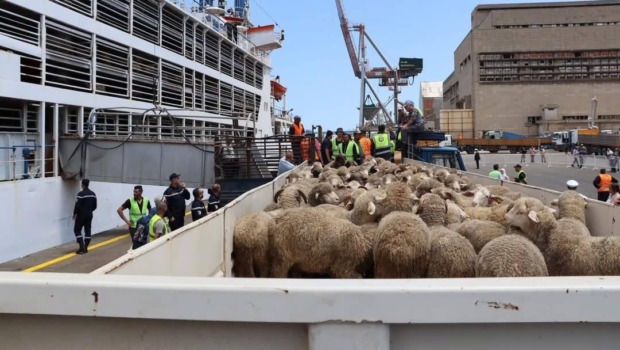 ميناء وهران: وصول باخرتين محملتين بأكثر من 36 ألف رأس غنم قادمة من إسبانيا
