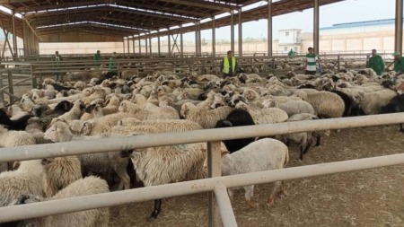 وزارة الفلاحة تحدد كيفية اقتناء أضاحي العيد عبر المنصة الرقمية 