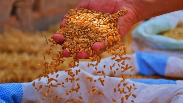 عين تموشنت.. أكثر من 130 مستثمرة فلاحية تنشط في شعبة تكثيف الحبوب