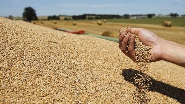  وهران: إنتاج أكثر من 53 ألف قنطار من الحبوب