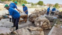 ارتفاع نسبة الجلود القابلة للاستغلال يعزز الصناعات التحويلية الوطنية