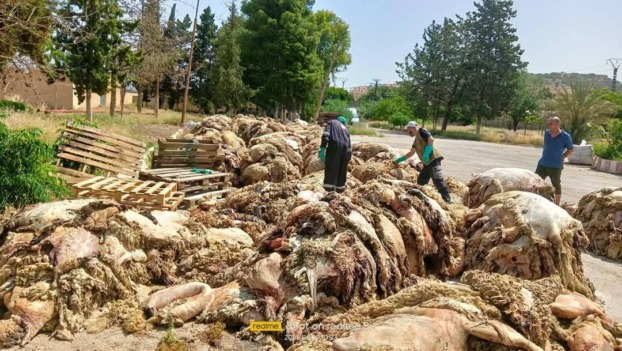 وزارة الصناعة تسعى لاسترجاع 40 بالمائة من جلود الأضاحي عبر مبادرة منسقة