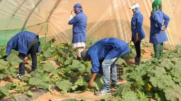الوادي.. التكوين في شعبة الفلاحة يستقطب الشباب