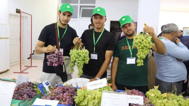 بومرداس: 60 عارضا في تظاهرة “عيد العنب”