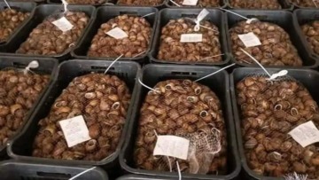 تصدير أول شحنة من الحلزون نحو إيطاليا