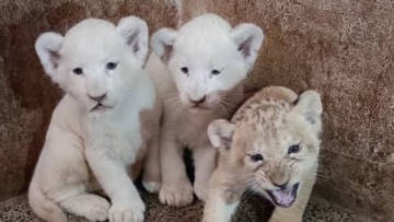 الطارف.. حظيرة الحيوانات والتسلية برابطية بالقالة تتعزز ب 6 أصناف من الحيوانات النادرة