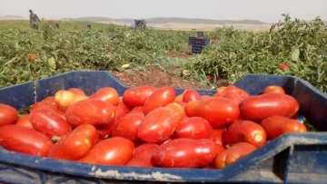 الوادي.. استهداف 3700 هكتار لزراعة الطماطم الحقلية الموسم الفلاحي الجاري