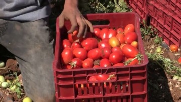 مستغانم.. نحو إنتاج قياسي من محصول الطماطم