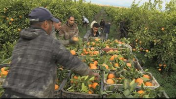 هل ستتحول المنيعة إلى قطب لانتاج الحمضيات