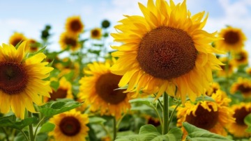 من معجزات النبات… غبار الطلع