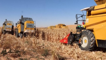 أدرار.. الوالي يتجند لانجاح حصاد الذرة الصفراء