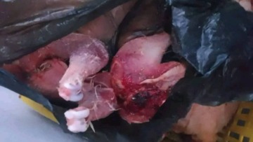 الجلفة.. أمن دار الشيوخ يحجز كمية من اللحوم الفاسدة
