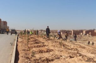غرس 1000 شجيرة بالجلفة 