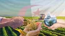 الأمن الغذائي.. نموذج جزائري