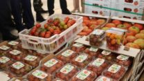 المغير: تصدير 80 طن من منتوج الطماطم نحو إسبانيا