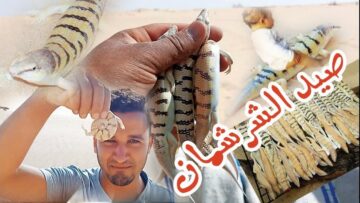 موسم اصطياد “الشرشمان” في الجزائر.. تقليد متجدد بين الشغف والمخاطر