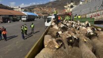 وهران: وصول أول شحنة من رؤوس الأغنام القادمة من رومانيا 