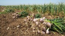 ميلة.. توقع إنتاج أزيد من مليون و500 ألف قنطار من الثوم برسم الموسم الفلاحي الجاري