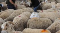 شراء الأضاحي في الجزائر.. بين قدسية الشعيرة وضغط الأسعار