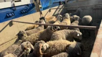 وصول شحنة خامسة من رؤوس الأغنام قادمة من رومانيا إلى ميناء تنس