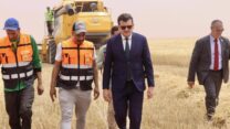 تيميمون : توقع إنتاج قياسي من الحبوب برسم الموسم الفلاحي الجاري