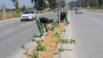 الكاليتوس تعيد الاعتبار لمداخل البلدية بغرس المساحات وتزينها بالازهار