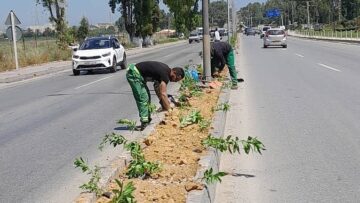 الكاليتوس تعيد الاعتبار لمداخل البلدية بغرس المساحات وتزينها بالازهار