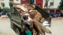 مواصلة حملة رفع الجلود ومخلفات الاضاحي بالبليدة