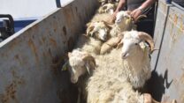 وصول شحنة جديدة من أضاحي العيد إلى ميناء عنابة