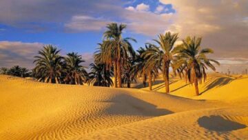 الواحات الجزائرية.. خط الدفاع الأول في مواجهة التصحر