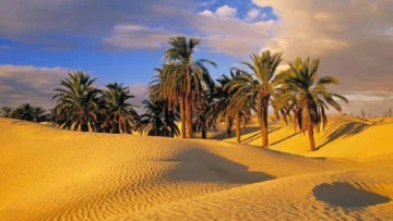 الواحات الجزائرية.. خط الدفاع الأول في مواجهة التصحر