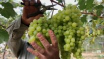 صورة معبرة عن مزارع العنب