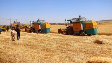 البيض.. توقع انتاج 280 ألف قنطار من الحبوب