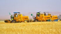 النعامة: إنطلاق حملة الحصاد مع توقع تحقيق إنتاج بأكثر من 145 ألف قنطار