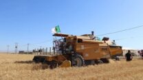 البويرة.. تسخير إمكانيات هامة لإنجاح حملة الحصاد والدرس
