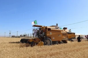البويرة.. تسخير إمكانيات هامة لإنجاح حملة الحصاد والدرس